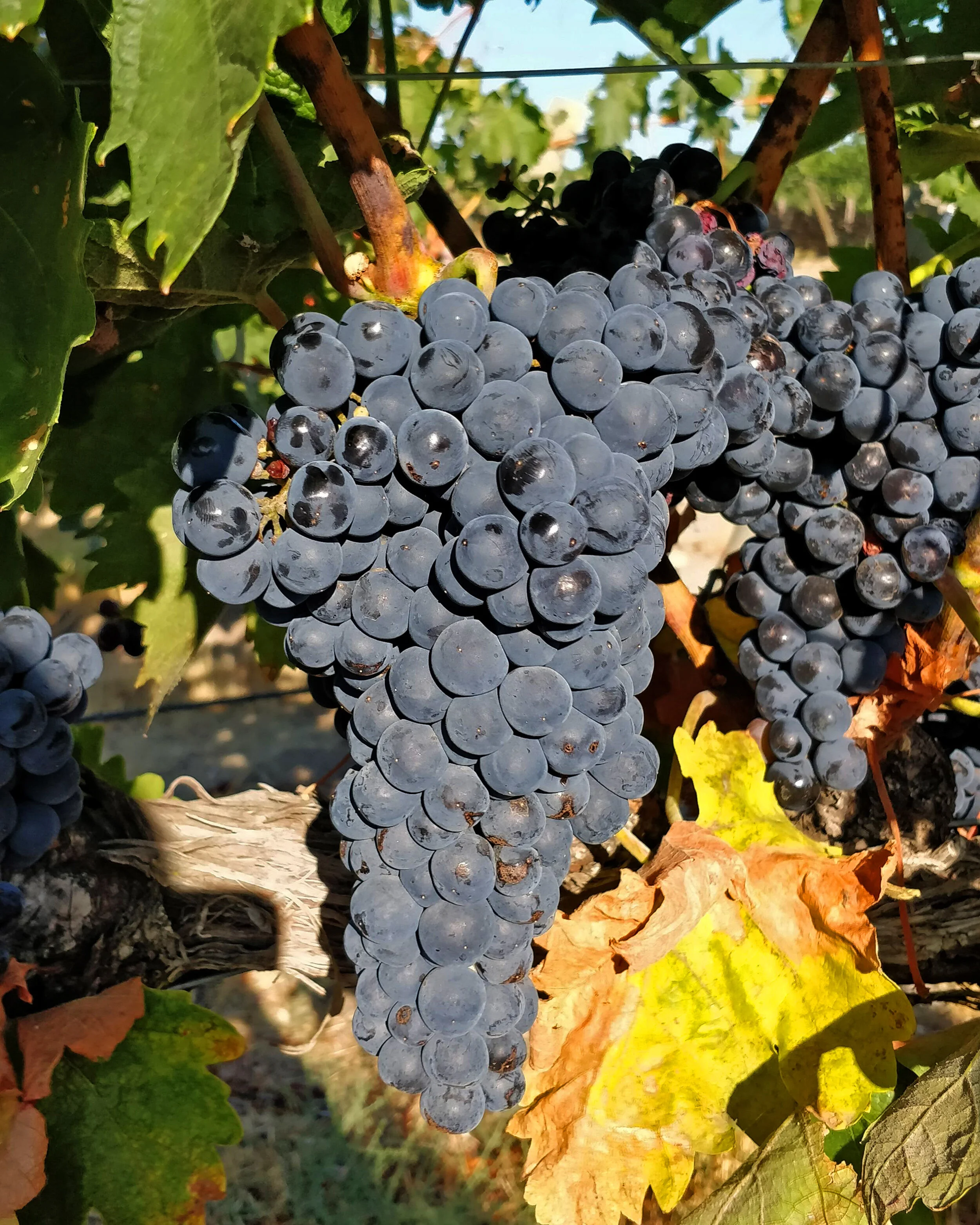 Red Wines — Crayelle Cellars — Wenatchee, WA Winery